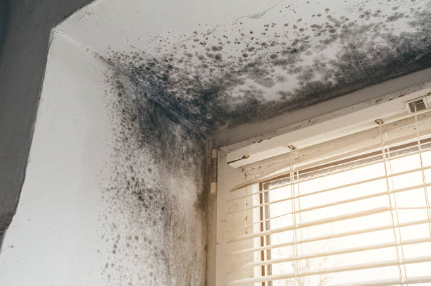 Affordable Attic Mold Remediation solutions in Voorhees, NJ